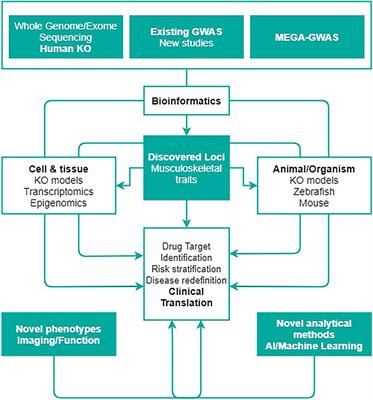 The “GEnomics of Musculo Skeletal Traits TranslatiOnal NEtwork”: Origins, Rationale, Organization, and Prospects